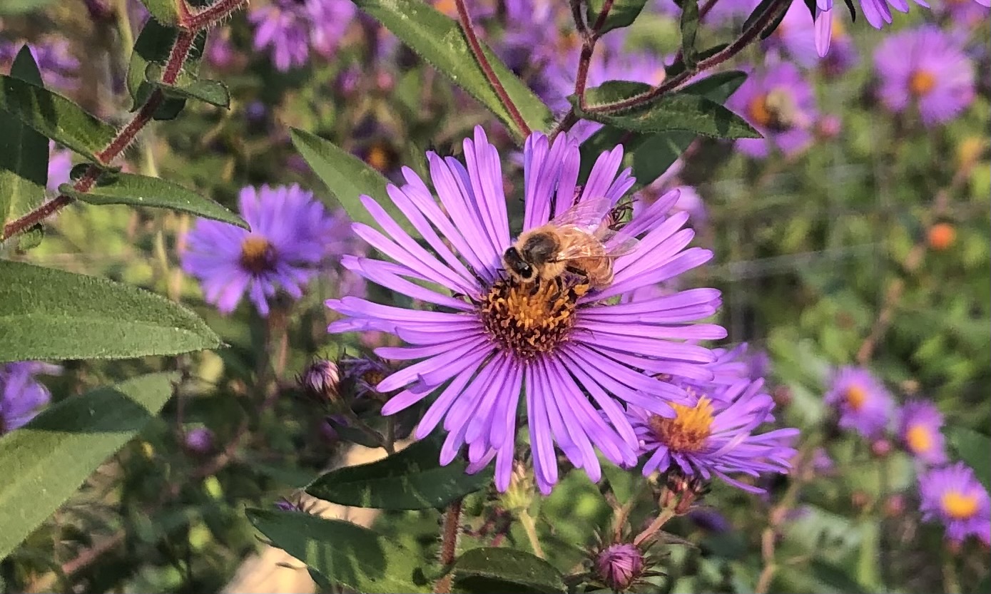 An image here shows a honeybee sitting on a purple aster flower.